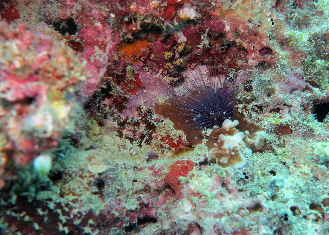 IMG_1105rf_Maldives_Madoogali_Plongee 11_Oursin diademe_Diadema setosum.jpg